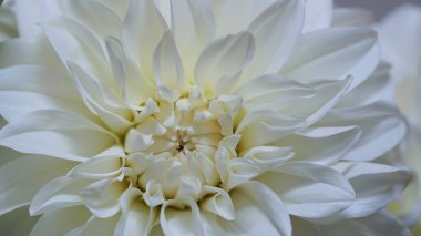 Beyaz bir yıldız çiçeğinin makro fotoğrafı, resmi dekoratif tarzda, gri bir arka planda. Güzel çiçek afişi, yakın plan, kopyalama alanı. Seçici odaklanma. Taç yaprakları. Şablon, daire. Düğün kutlaması, gelin.