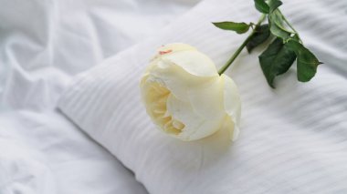 Beyaz bir İngiliz gülünün yakın çekimi beyaz yumuşak bir yastığa ve buruşuk bir çarşafa uzanıyor. Romantik bir sabah, Sevgililer Günü, düğün günü. Güzel afiş, makro fotoğraf.