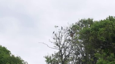 Japonya 'da tepedeki ağaçlarda duran siyah büyük karabataklar.