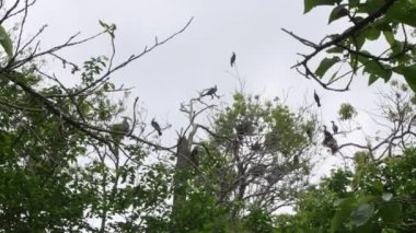 Japonya 'da tepedeki ağaçlarda duran siyah büyük karabataklar.