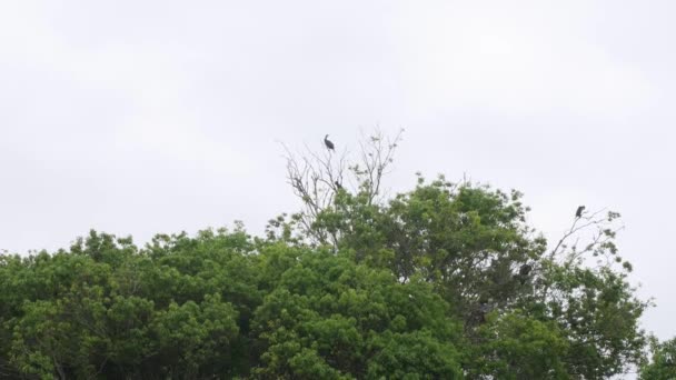 Black Great Cormorants Standing Top Trees Japan — Stockvideo