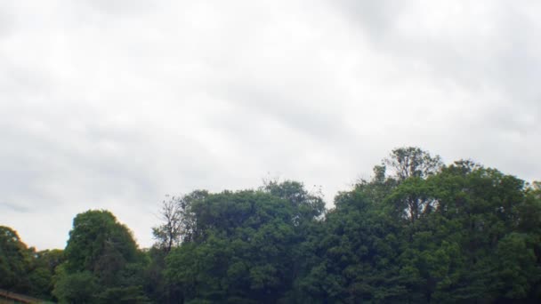 Černí Velcí Kormoráni Stojící Vrcholcích Stromů Japonsku — Stock video