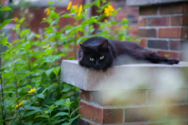Cat Chilling Out Brick House Green Garden — Stock Photo, Image