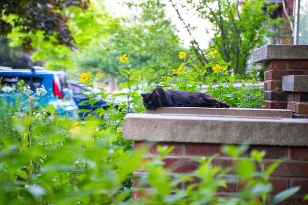 Cat Chilling Out Brick House Green Garden — ストック写真