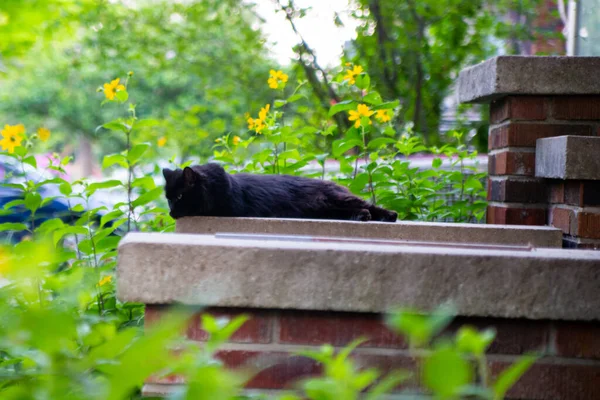 Cat Chilling Out Brick House Green Garden — Photo