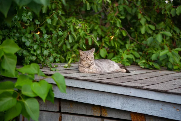 Cat Chilling Out Brick House Green Garden — Fotografia de Stock