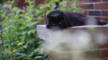A cat chilling out in a brick house and green garden. 