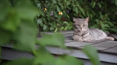 A cat chilling out in a brick house and green garden. 