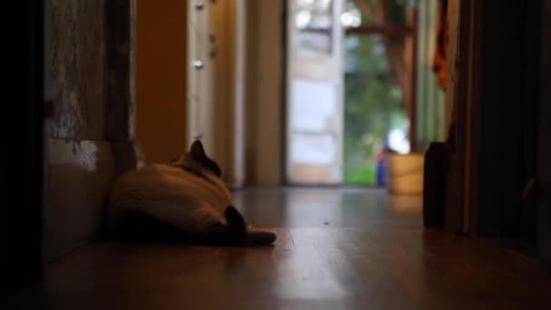 Cat Chilling Out Brick House Green Garden — Αρχείο Βίντεο