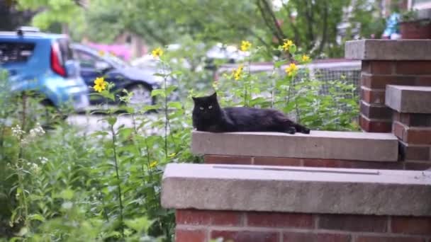 Cat Chilling Out Brick House Green Garden — Stok video