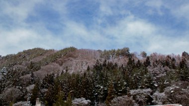 Colorful trees covered by snow and look like cherry blossoms Japan