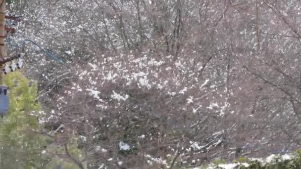Colorful Trees Covered Snow Look Cherry Blossoms Japan — Vídeo de Stock
