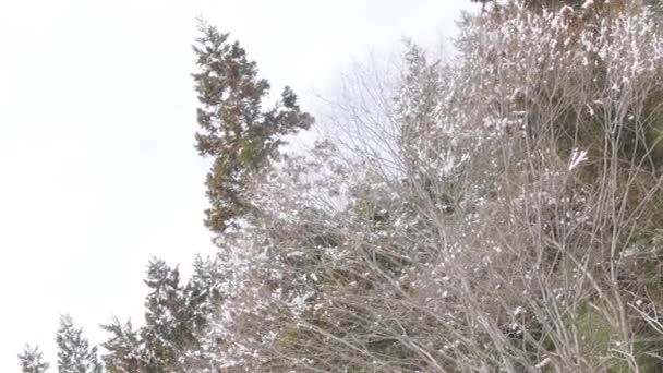 Colorful Trees Covered Snow Look Cherry Blossoms Japan — Stockvideo