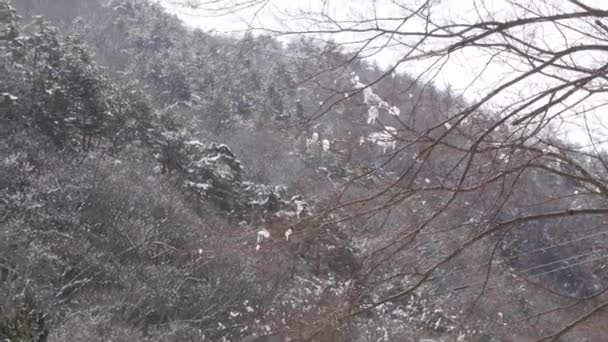 Цветущие Деревья Покрытые Снегом Похожие Цветущие Вишни Японии — стоковое видео
