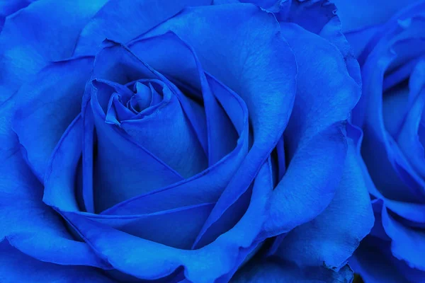 蓝色的玫瑰紧密相连。横向的照片。背景 免版税图库照片
