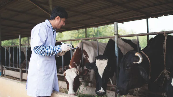 Veterinário Verificando Seu Gado Qualidade Leite Fazenda Laticínios Indústria Agrícola — Fotografia de Stock