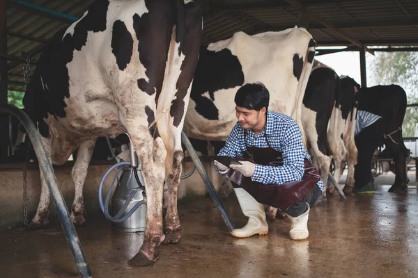 男农民在奶牛饲养场检查他的牲畜和牛奶的质量 农业和畜牧业概念 奶牛在奶牛饲养场吃干草 奶牛饲养场 — 图库照片