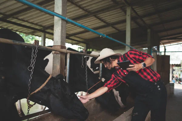 Agricultor Masculino Usando Tablet Para Verificar Seu Gado Qualidade Leite — Fotografia de Stock