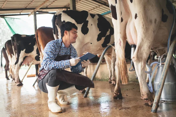 男农民在奶牛饲养场检查他的牲畜和牛奶的质量 农业和畜牧业概念 奶牛在奶牛饲养场吃干草 奶牛饲养场 — 图库照片