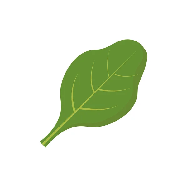 Spinach Leaves Icon Line Colored Fiber Line Flat Illustration Farm — Fotografia de Stock