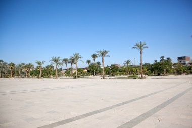 bir meydanında palmiyeler