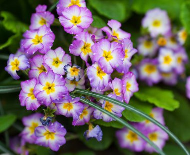 Bahar çuha çiçeği