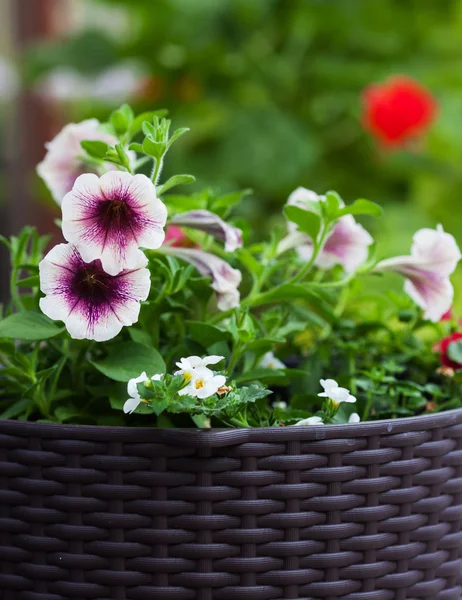 Pansy fleurs dans un pot — Photo