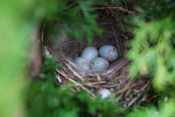 Blue eggs