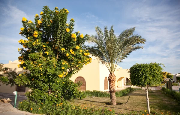 Prachtig uitzicht in Egypte — Stockfoto