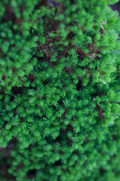 Ramos verdes de um pinheiro — Fotografia de Stock
