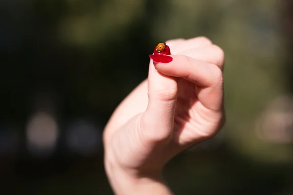 Małe biedronki na ludzką ręką — Zdjęcie stockowe