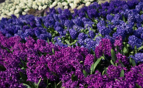 Field of hyacinths — Stock Photo, Image