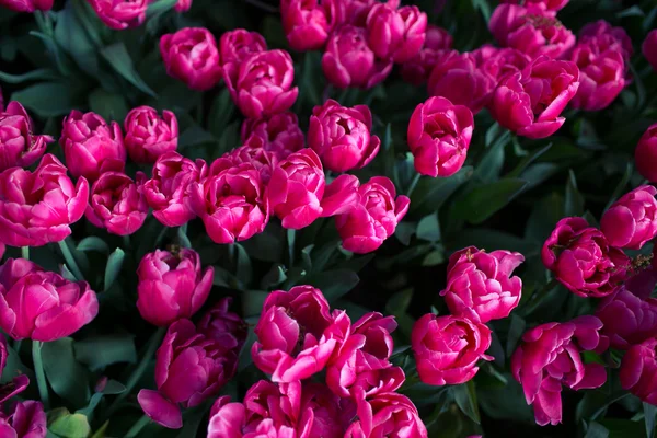 Field of tulips — Stock Photo, Image