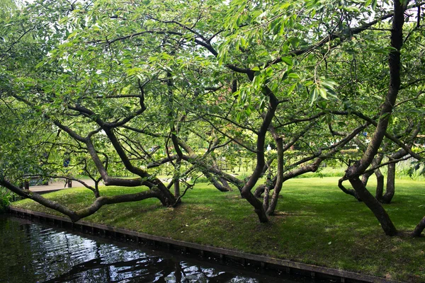 Landschap met riverside en bomen — Stockfoto