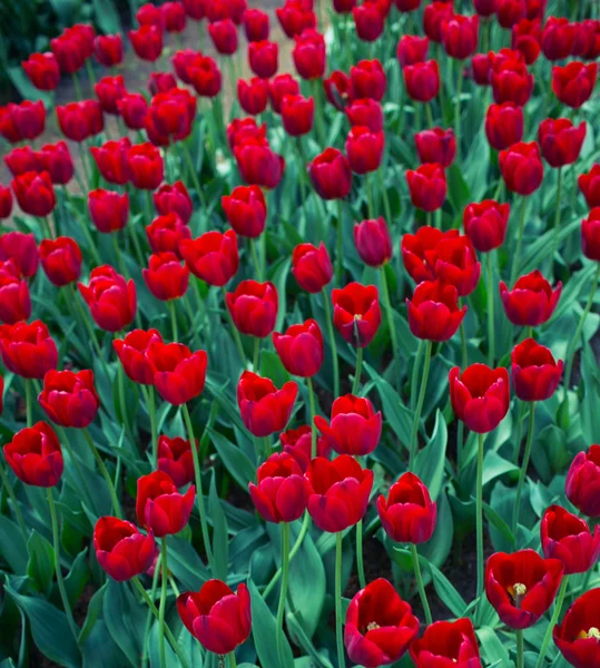 Field of tulips — Stock Photo, Image