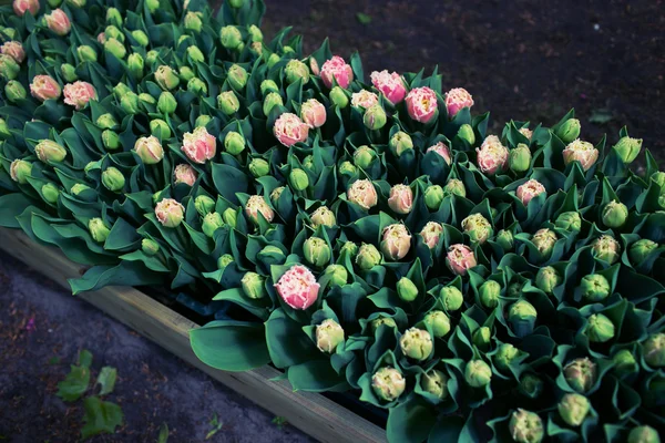 Brote de tulipán — Foto de Stock