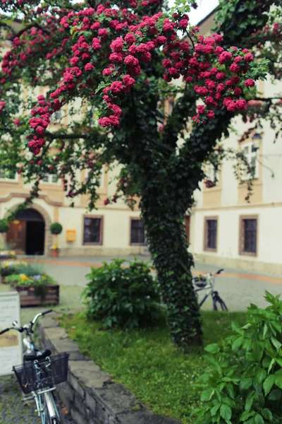 Træblomstrende - Stock-foto