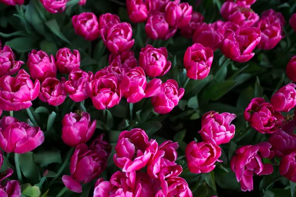 Field of tulips — Stock Photo, Image