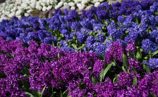 Field of hyacinths — Stock Photo, Image