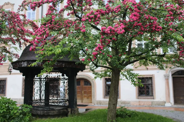 Baumblüte — Stockfoto