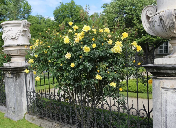 Žlutá rosetree kvetoucí — Stock fotografie
