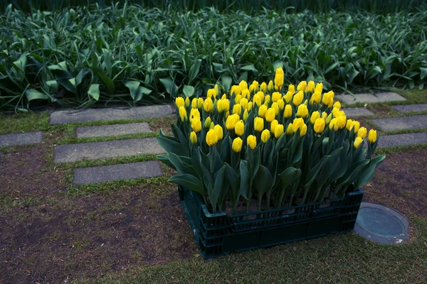 Tulipanes amarillos Imagen de archivo