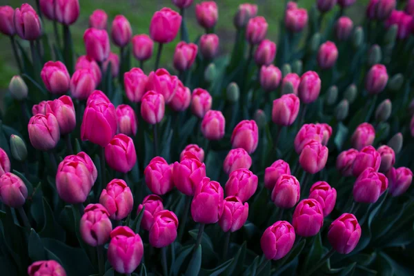 Campo de tulipanes Imágenes De Stock Sin Royalties Gratis