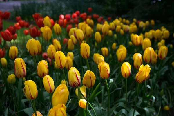 A tulipán mező Stock Kép