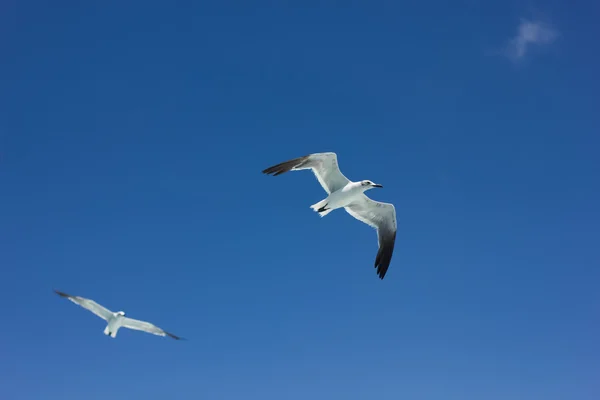 Meeuwen — Stockfoto