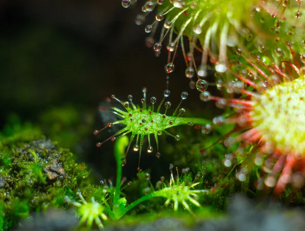 Sundew - küçük Drosera aliciae Tentacles — Stok fotoğraf