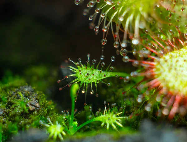 El rocío del sol - Tentáculos de la pequeña Drosera aliciae —  Fotos de Stock