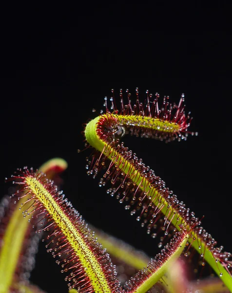 Moving process of the leaf of sundew — Stock Photo, Image