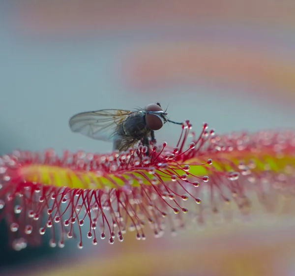 Consumation of the fly by Sundew leaf — Stock Photo, Image