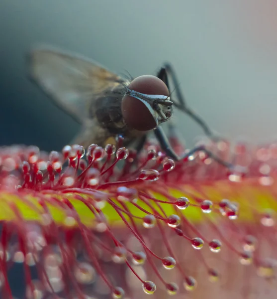 Sadece sundew (makro tarafından tuzağa fly) — Stok fotoğraf